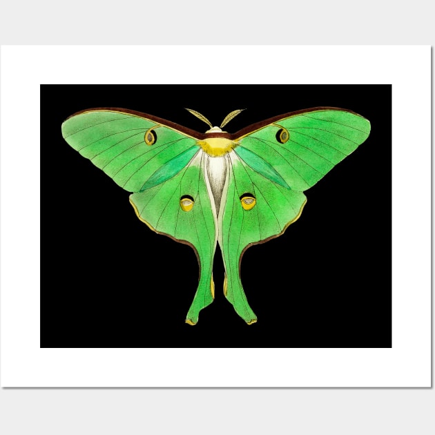 Luna Moth Wall Art by Heartsake